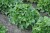 heuchera-rex-peppermint_4.jpg