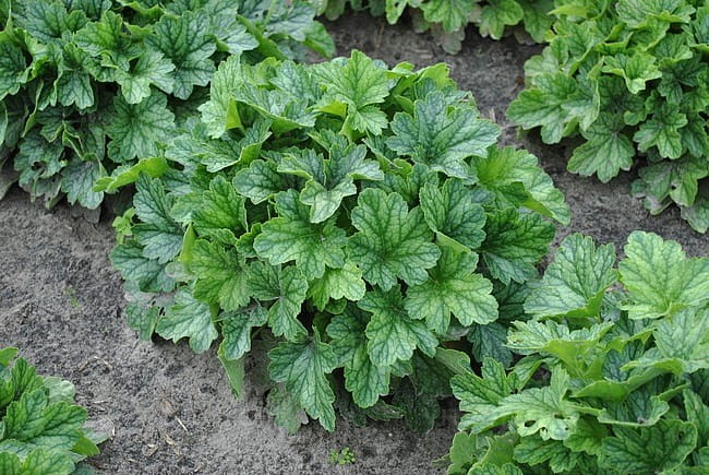 heuchera-rex-peppermint_4.jpg