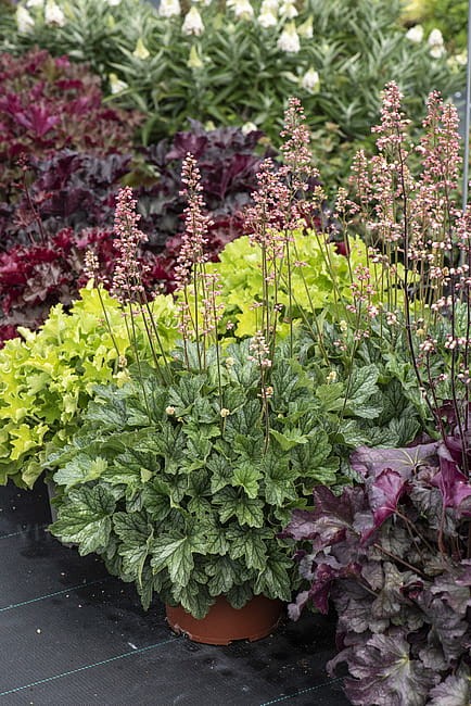heuchera-rex-peppermint_10.jpg