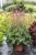 heuchera-rex-peppermint_5.jpg