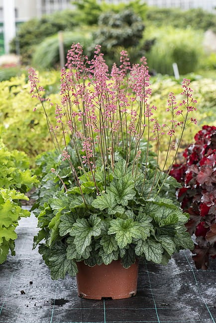 heuchera-rex-peppermint_5.jpg