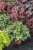 heuchera-rex-peppermint_6.jpg