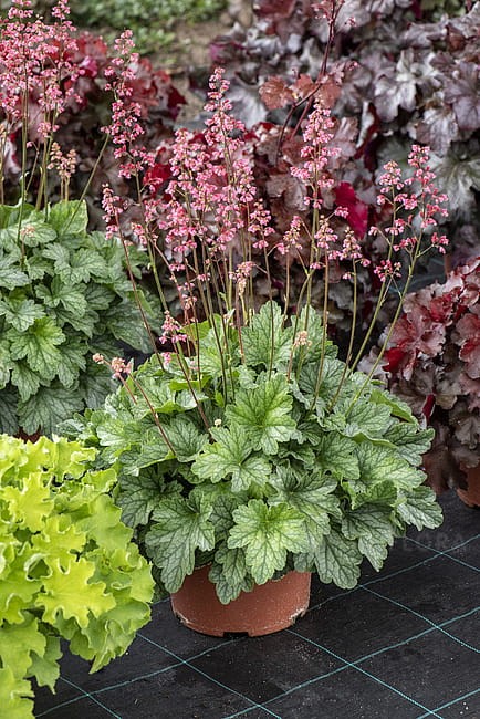 heuchera-rex-peppermint_6.jpg