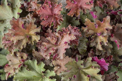 heuchera-rex-red_8.jpg