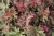 heuchera-rex-red_8.jpg