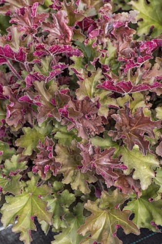 heuchera-rex-red_9.jpg
