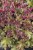 heuchera-rex-red_9.jpg