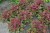 heuchera-rex-red_4.jpg