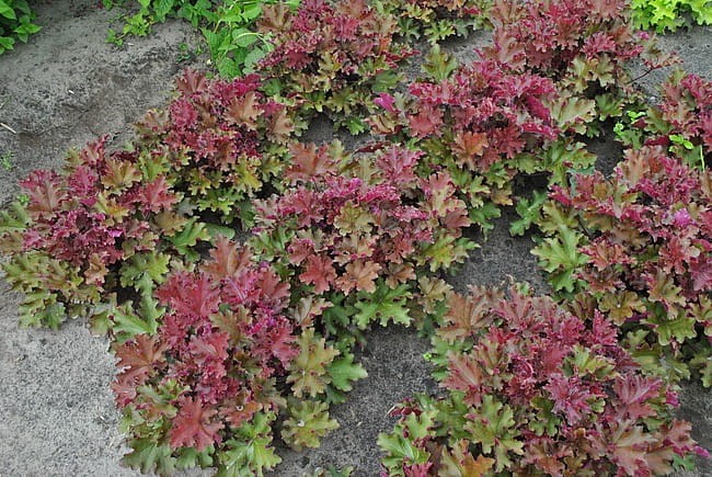 heuchera-rex-red_4.jpg
