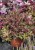 heuchera-rex-red_10.jpg