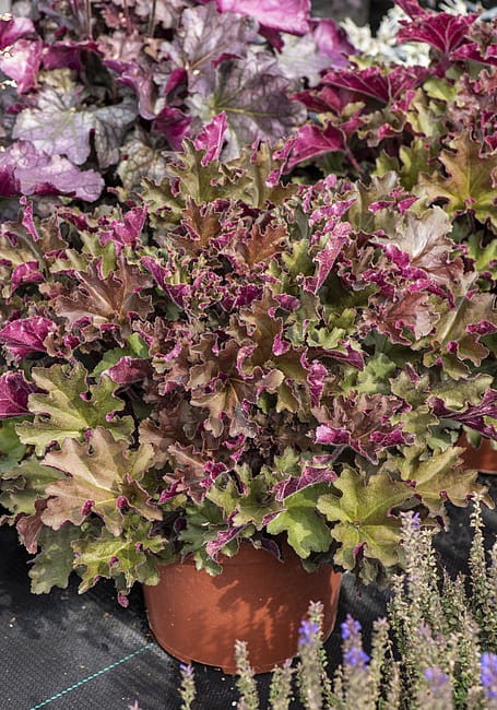 heuchera-rex-red_10.jpg
