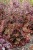 heuchera-rex-red_11.jpg