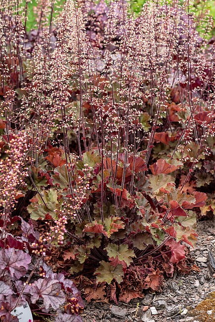 heuchera-rex-red_11.jpg