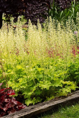 heuchera-rex-lime_12.jpg