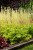 heuchera-rex-lime_12.jpg