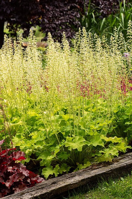 heuchera-rex-lime_12.jpg