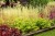 heuchera-rex-lime_13.jpg