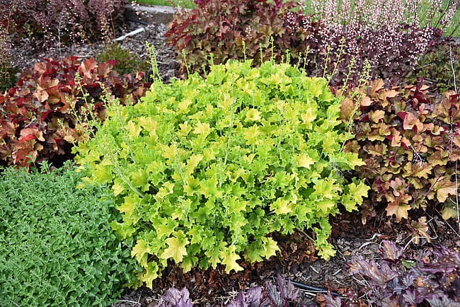 heuchera-rex-lime_11.jpg