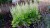 heuchera-rex-lime_10.jpg