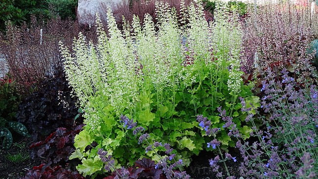 heuchera-rex-lime_10.jpg