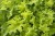 heuchera-rex-lime_7.jpg