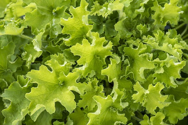 heuchera-rex-lime_7.jpg