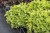 heuchera-rex-lime_9.jpg