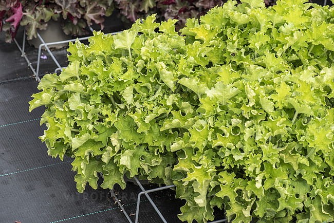 heuchera-rex-lime_9.jpg
