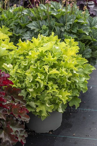 heuchera-rex-lime_8.jpg
