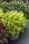 heuchera-rex-lime_8.jpg