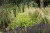 heuchera-rex-lime_6.jpg