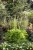 heuchera-rex-lime_4.jpg