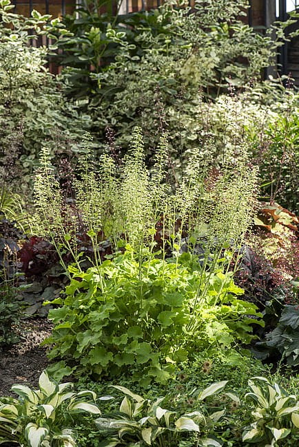heuchera-rex-lime_4.jpg