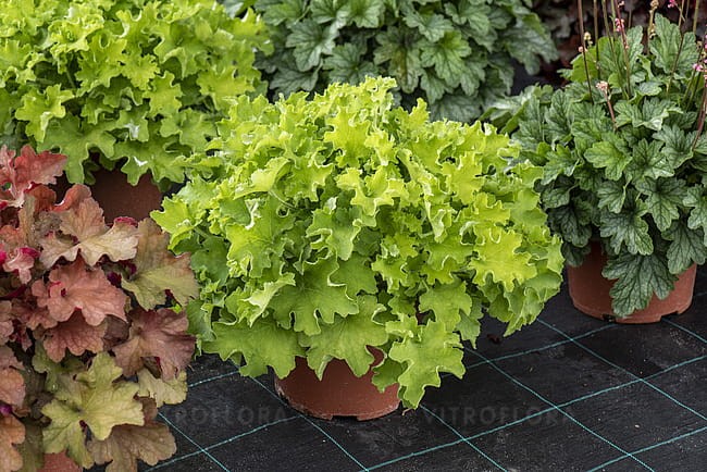 heuchera-rex-lime_5.jpg